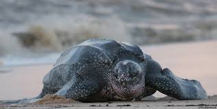 Image result for Dermochelys coriacea