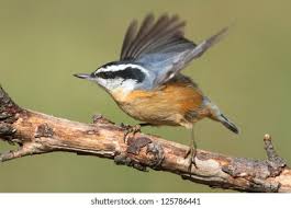 Image result for Sitta canadensis