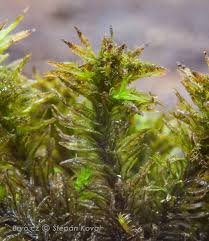 Attēlu rezultāti vaicājumam “Orthotrichum lyellii”