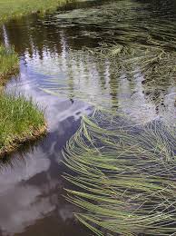 Attēlu rezultāti vaicājumam “Sparganiaceae”