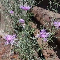 Attēlu rezultāti vaicājumam “Centaurea stoebe fruit”