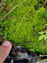 Attēlu rezultāti vaicājumam “Sphagnum compactum”