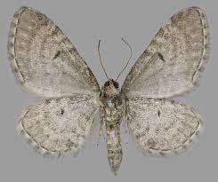 Attēlu rezultāti vaicājumam “Eupithecia tenuiata”