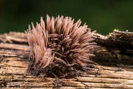 Attēlu rezultāti vaicājumam “Stemonitis fusca”