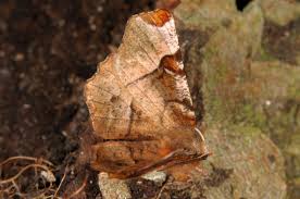 Attēlu rezultāti vaicājumam “Selenia tetralunaria”