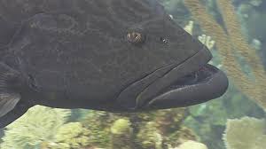 Image result for Mycteroperca bonaci