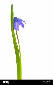 Attēlu rezultāti vaicājumam “Scilla siberica leaf”