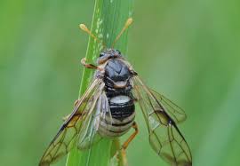 Attēlu rezultāti vaicājumam “Cimbex luteus”