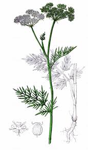 Attēlu rezultāti vaicājumam “Cnidium dubium”