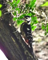 Attēlu rezultāti vaicājumam “Dendrocopos leucotos male”