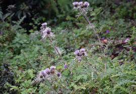 Attēlu rezultāti vaicājumam “Didymium verrucisporum”