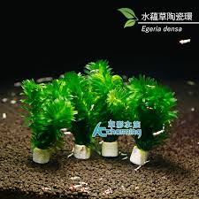 「水蘊草」的圖片搜尋結果