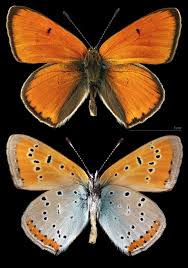 Attēlu rezultāti vaicājumam “Lycaena dispar underside”