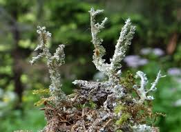 Attēlu rezultāti vaicājumam “Cladonia squamosa”