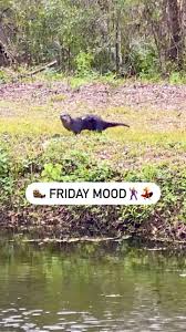 Image result for Otters Old Time Dance Club