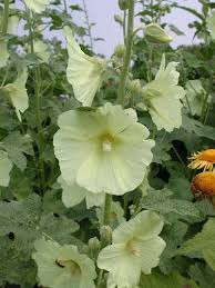 Image result for Alcea rugosa