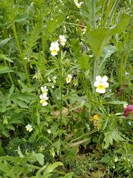 Attēlu rezultāti vaicājumam “Viola arvensis bud”