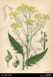 Attēlu rezultāti vaicājumam “Bunias orientalis”