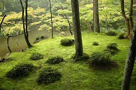 Image result for japanese gardens...