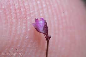 Attēlu rezultāti vaicājumam “Utricularia minor bud”