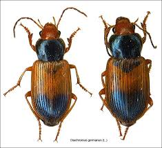 Attēlu rezultāti vaicājumam “Diachromus germanus”