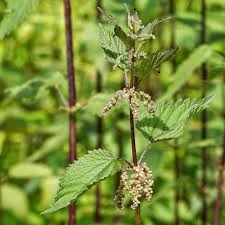 Attēlu rezultāti vaicājumam “Urticaceae”
