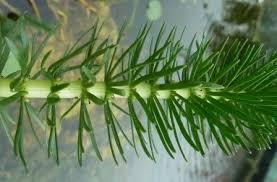Attēlu rezultāti vaicājumam “Hippuris vulgaris leaf”