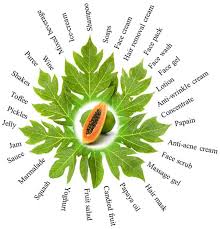 Attēlu rezultāti vaicājumam “Betula humilis fruit”