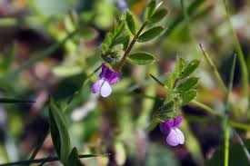 Attēlu rezultāti vaicājumam “Vicia lathyroides”