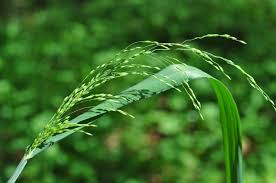 Attēlu rezultāti vaicājumam “Milium effusum”