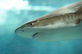 Image result for Carcharhinus melanopterus