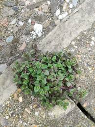 Attēlu rezultāti vaicājumam “Veronica agrestis leaf”