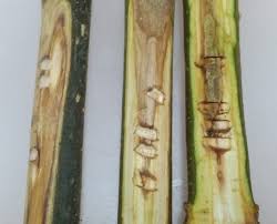 Attēlu rezultāti vaicājumam “Hymenoscyphus fraxineus”