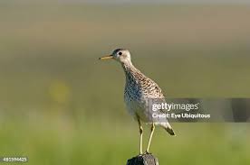 Image result for Bartramia longicauda