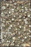 Attēlu rezultāti vaicājumam “Pertusaria albescens”