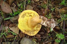 Attēlu rezultāti vaicājumam “Xerocomus rubellus”