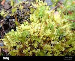 Attēlu rezultāti vaicājumam “Aulacomnium androgynum”