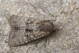 Attēlu rezultāti vaicājumam “Macaria alternata”