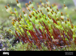 Attēlu rezultāti vaicājumam “Splachnum ampullaceum sporophyte”