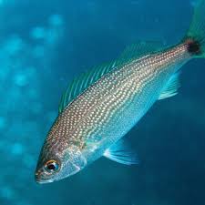 Image result for Calamus nodosus