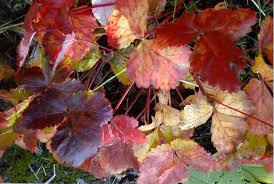 Attēlu rezultāti vaicājumam “Rubus arcticus”