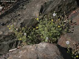 Attēlu rezultāti vaicājumam “Senecio viscosus flower”
