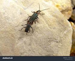 Attēlu rezultāti vaicājumam “Cantharis obscura”