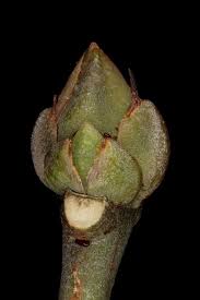 Attēlu rezultāti vaicājumam “Euonymus europaeus bud”