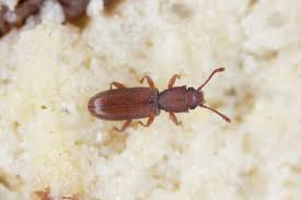 Attēlu rezultāti vaicājumam “Silvanidae”