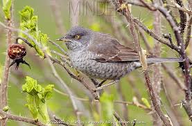 Attēlu rezultāti vaicājumam “Sylvia nisoria”