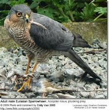 Attēlu rezultāti vaicājumam “Accipiter nisus female”