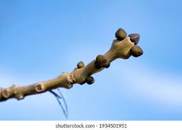 Attēlu rezultāti vaicājumam “Fraxinus excelsior bud”