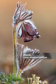 Attēlu rezultāti vaicājumam “Pulsatilla pratensis bud”