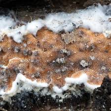 Attēlu rezultāti vaicājumam “Gloeoporus pannocinctus”